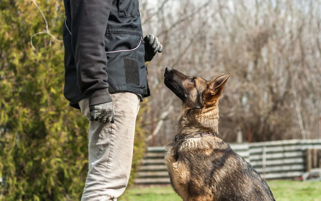 Obedience Training