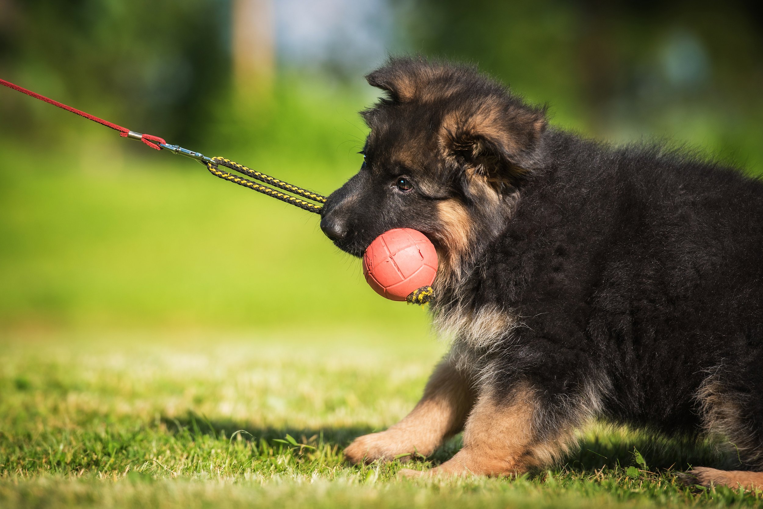 Puppy Training